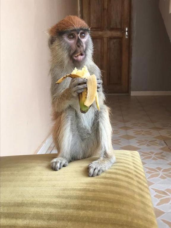 Auberge La Praline Toubakouta Zewnętrze zdjęcie